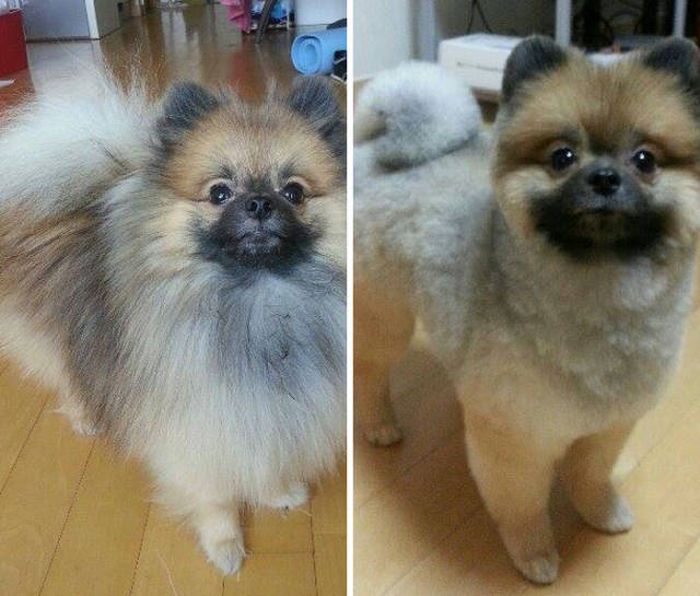 Proof That Every Dog Needs A Cute Haircut (50 pics)