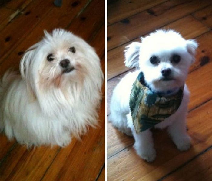 Proof That Every Dog Needs A Cute Haircut (50 pics)