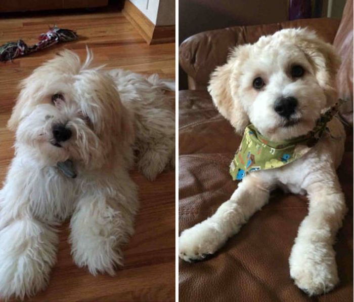 Proof That Every Dog Needs A Cute Haircut (50 pics)