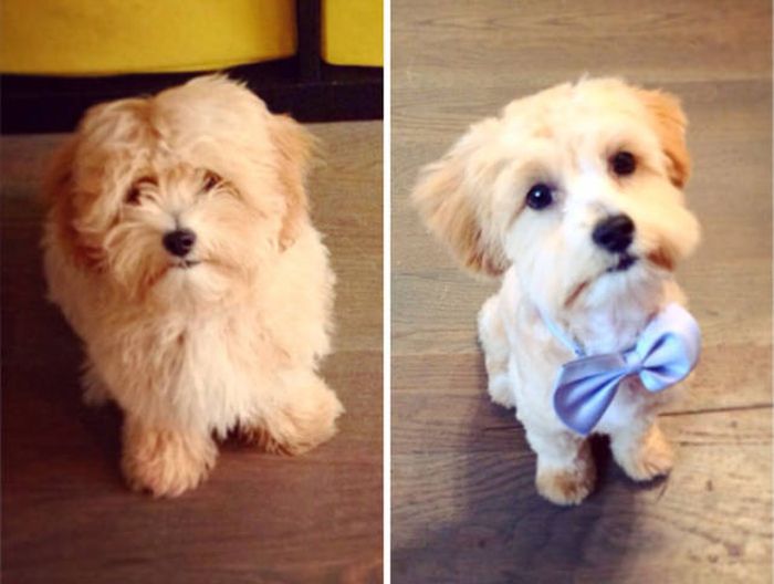 Proof That Every Dog Needs A Cute Haircut (50 pics)