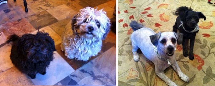 Proof That Every Dog Needs A Cute Haircut (50 pics)