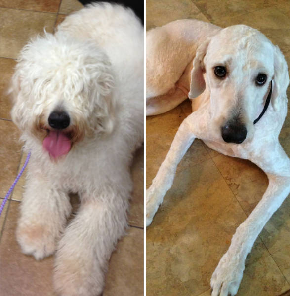 Proof That Every Dog Needs A Cute Haircut (50 pics)
