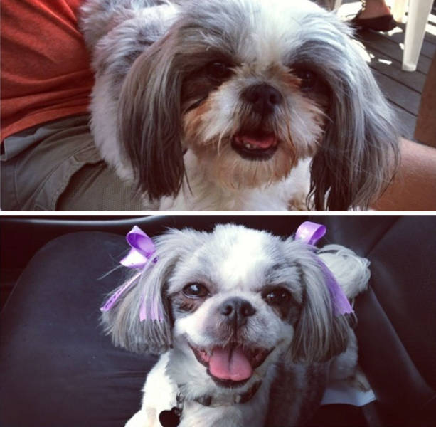 Proof That Every Dog Needs A Cute Haircut (50 pics)