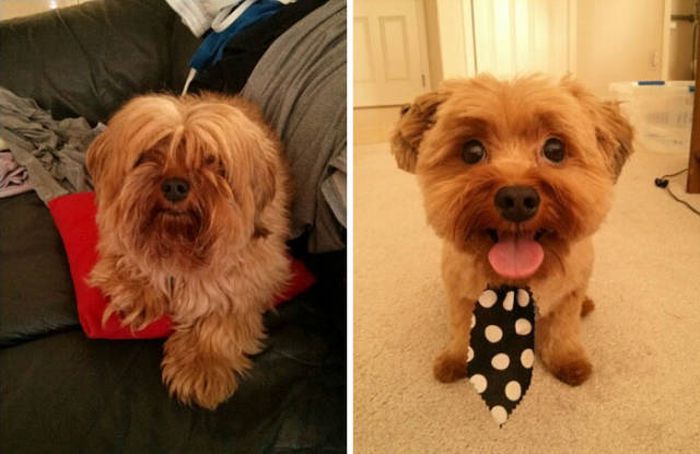 Proof That Every Dog Needs A Cute Haircut (50 pics)