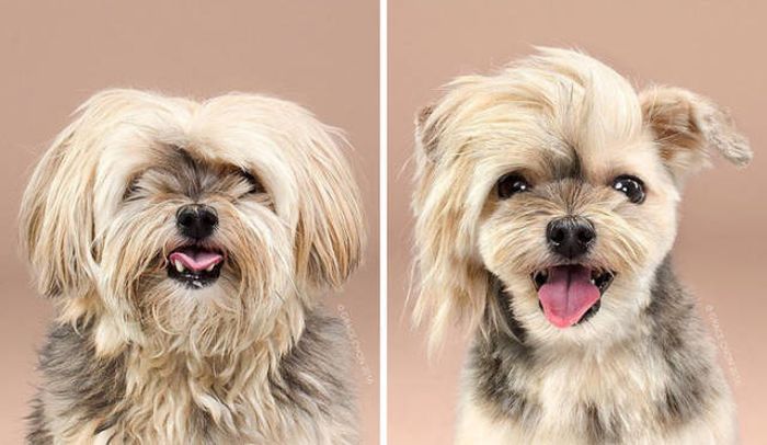 Proof That Every Dog Needs A Cute Haircut (50 pics)