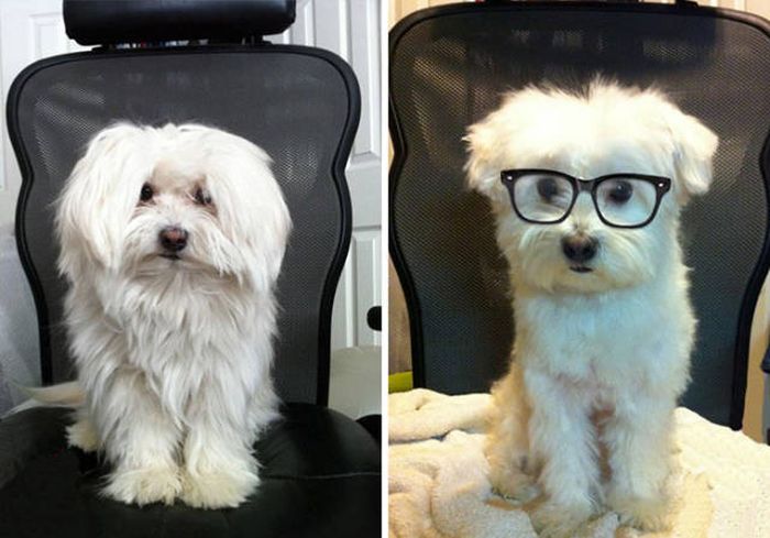 Proof That Every Dog Needs A Cute Haircut (50 pics)