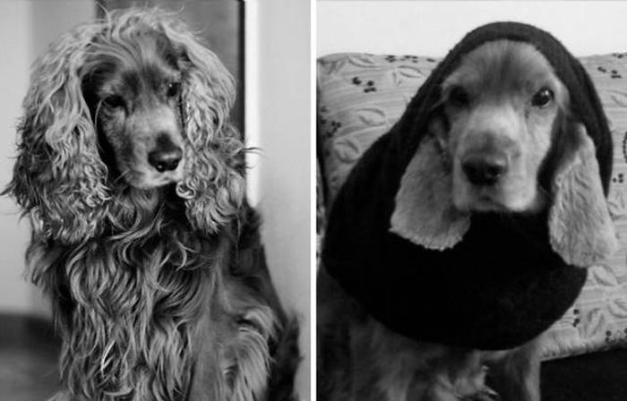 Proof That Every Dog Needs A Cute Haircut (50 pics)
