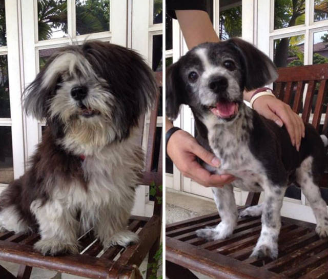 Proof That Every Dog Needs A Cute Haircut (50 pics)