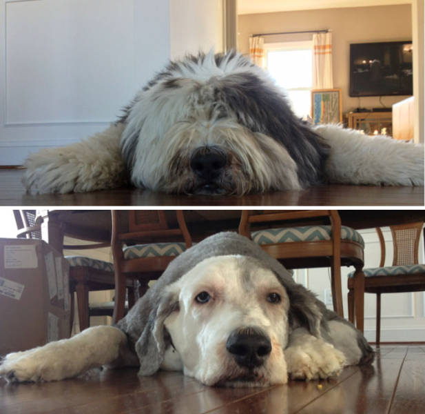 Proof That Every Dog Needs A Cute Haircut (50 pics)