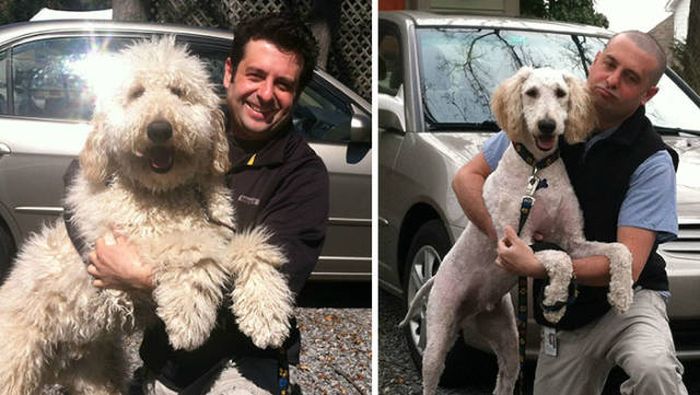 Proof That Every Dog Needs A Cute Haircut (50 pics)
