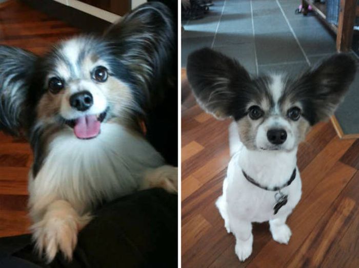 Proof That Every Dog Needs A Cute Haircut (50 pics)