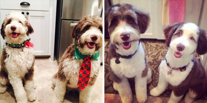 Proof That Every Dog Needs A Cute Haircut (50 pics)