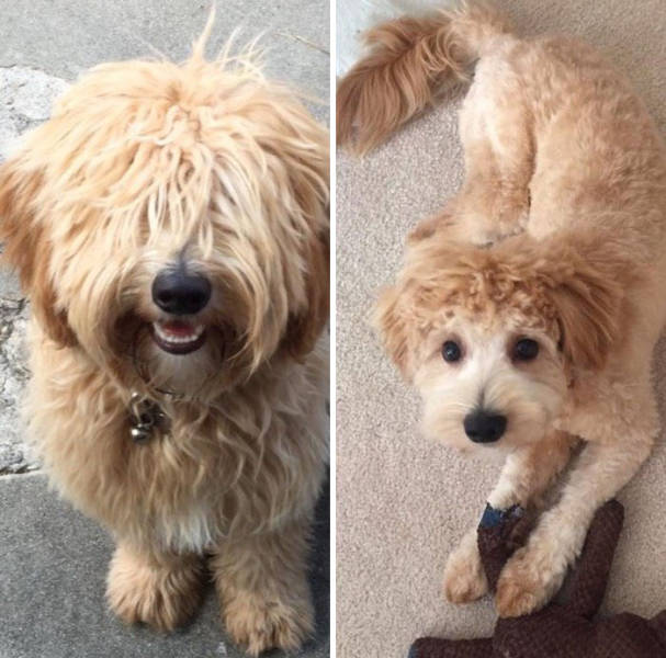 Proof That Every Dog Needs A Cute Haircut (50 pics)