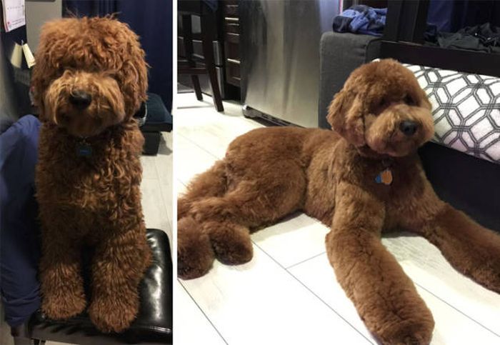 Proof That Every Dog Needs A Cute Haircut (50 pics)