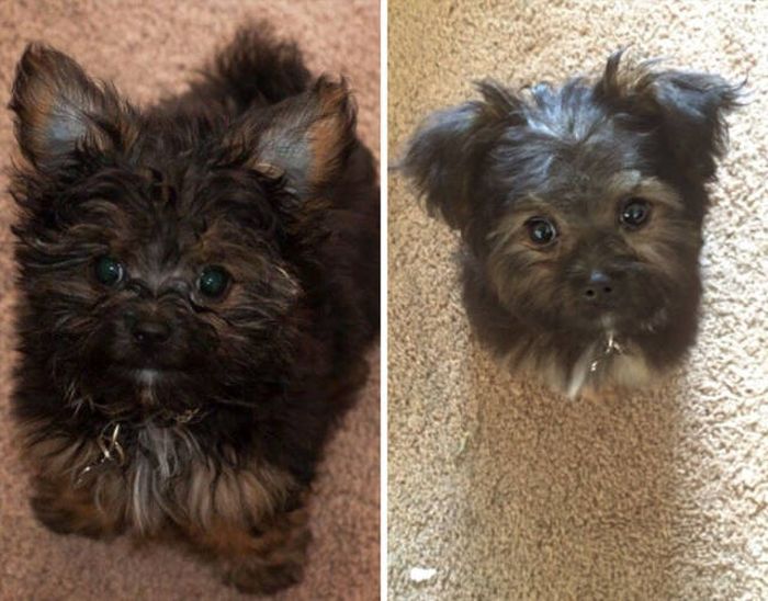 Proof That Every Dog Needs A Cute Haircut (50 pics)