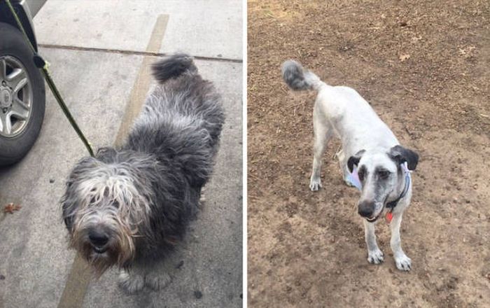 Proof That Every Dog Needs A Cute Haircut (50 pics)