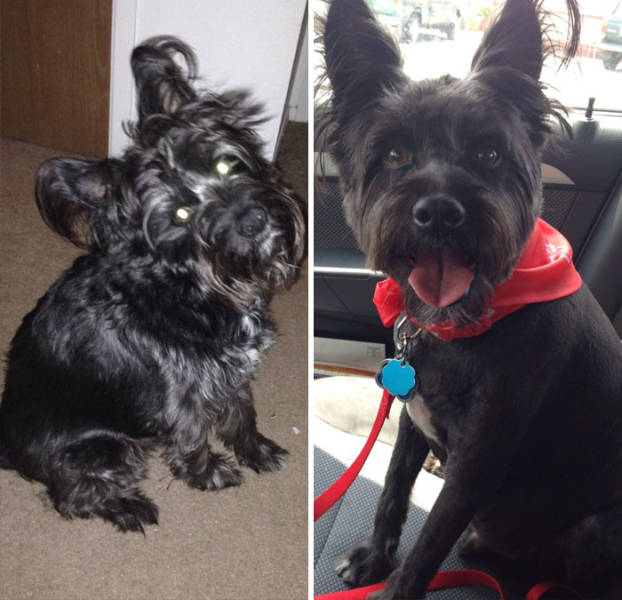 Proof That Every Dog Needs A Cute Haircut (50 pics)