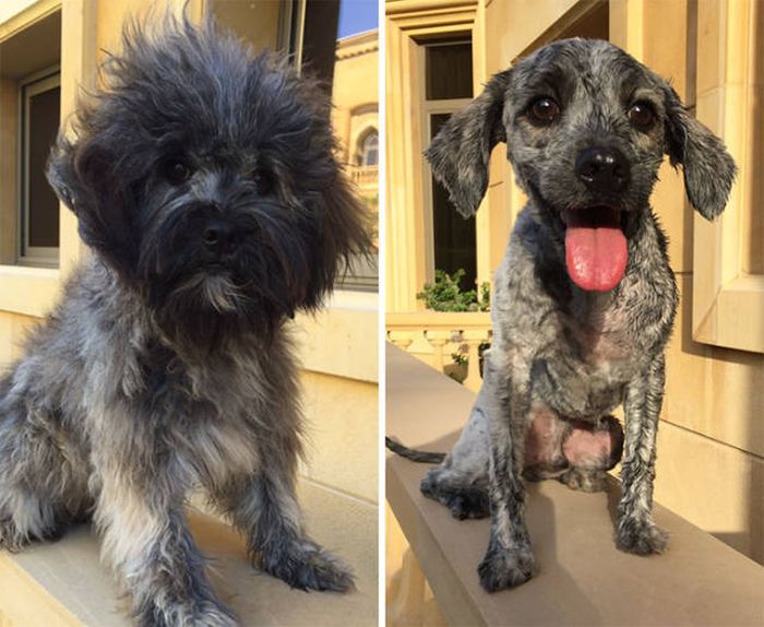 Proof That Every Dog Needs A Cute Haircut (50 pics)
