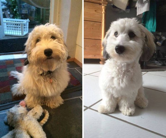 Proof That Every Dog Needs A Cute Haircut (50 pics)