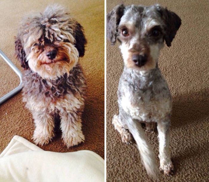Proof That Every Dog Needs A Cute Haircut (50 pics)