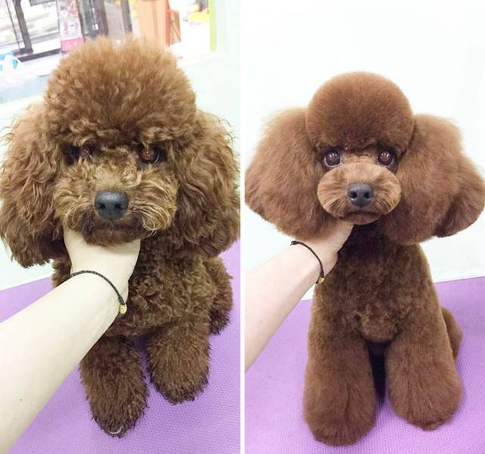 Proof That Every Dog Needs A Cute Haircut (50 pics)