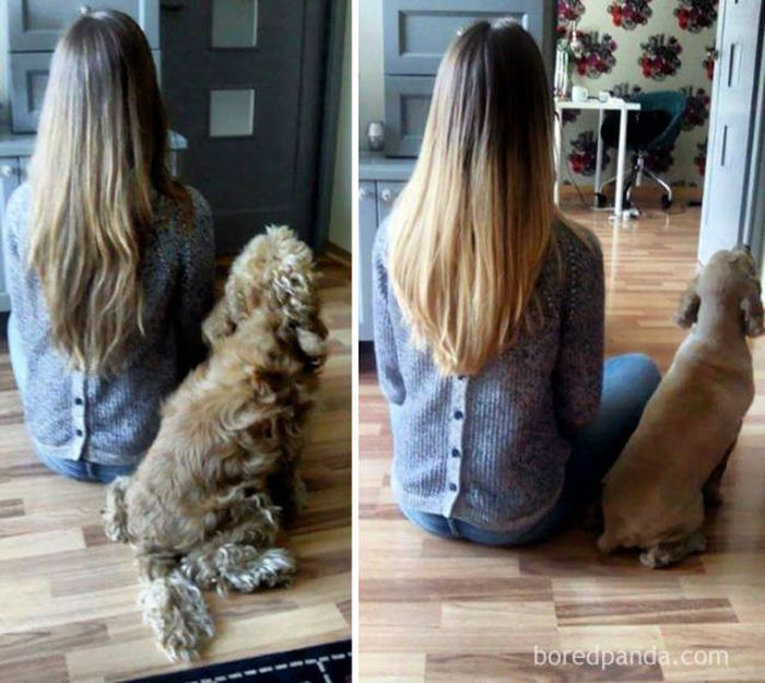 Proof That Every Dog Needs A Cute Haircut (50 pics)