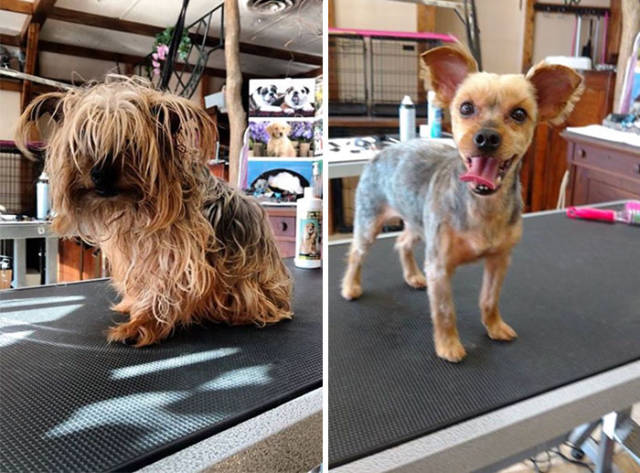 Proof That Every Dog Needs A Cute Haircut (50 pics)