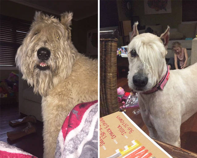 Proof That Every Dog Needs A Cute Haircut (50 pics)