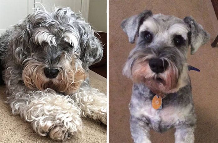 Proof That Every Dog Needs A Cute Haircut (50 pics)