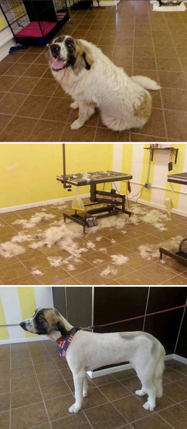 Proof That Every Dog Needs A Cute Haircut (50 pics)