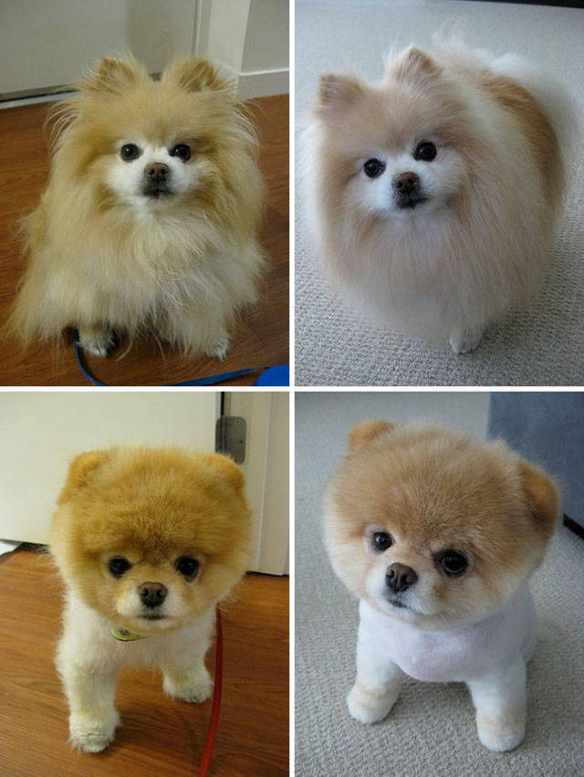 Proof That Every Dog Needs A Cute Haircut (50 pics)