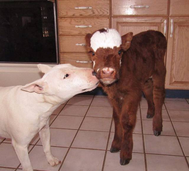 This Cow Seriously Thinks It's A Dog (9 pics)