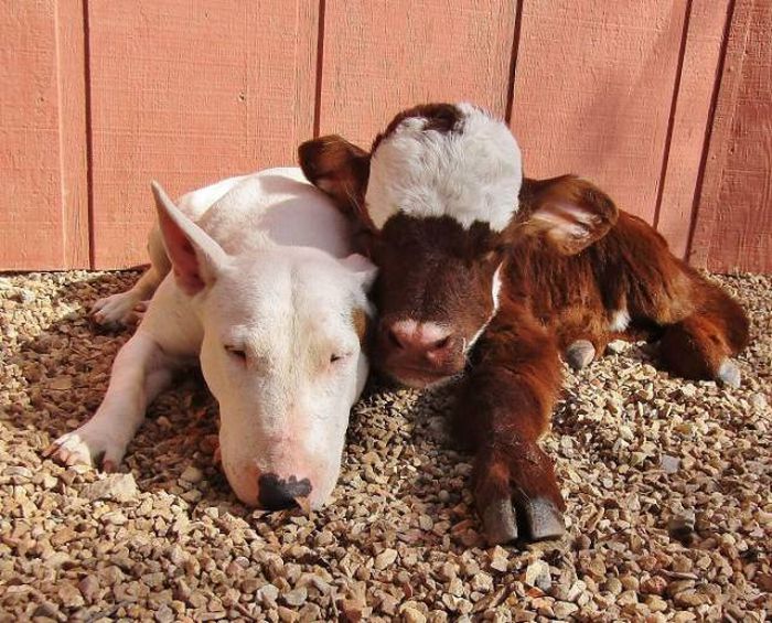 This Cow Seriously Thinks It's A Dog (9 pics)