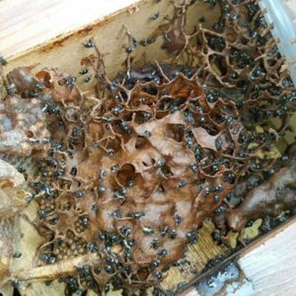 This Family Found Some Horrifying Things Growing On Their House (4 pics)