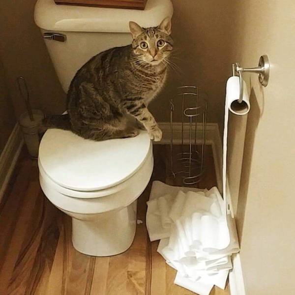 Acid Picdump (105 pics)