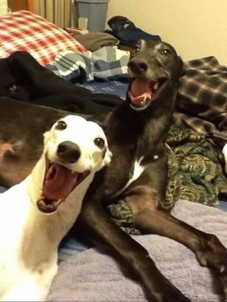Acid Picdump (105 pics)