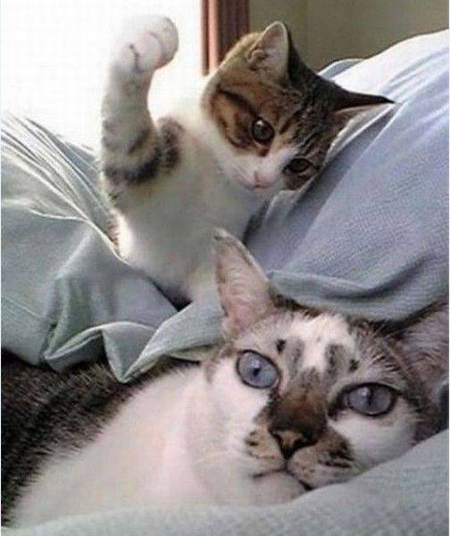 Acid Picdump (105 pics)