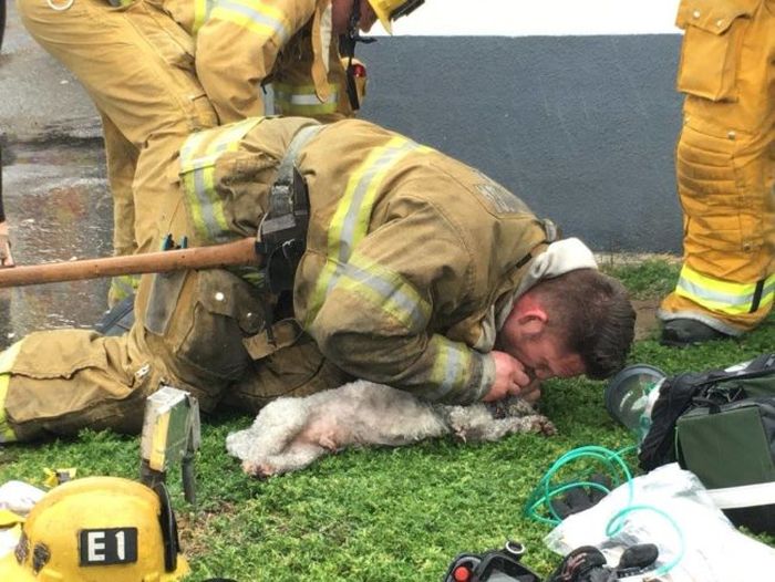 A Hero Stepped Up To Save This Woman's Dog When She Thought It Died (5 pics)