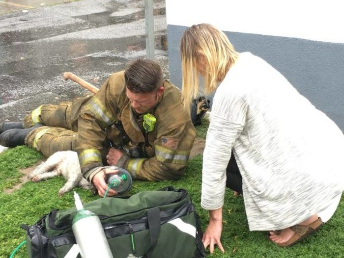 A Hero Stepped Up To Save This Woman's Dog When She Thought It Died (5 pics)