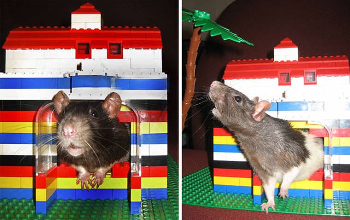 With Legos The Possibilities Are Endless (59 pics)