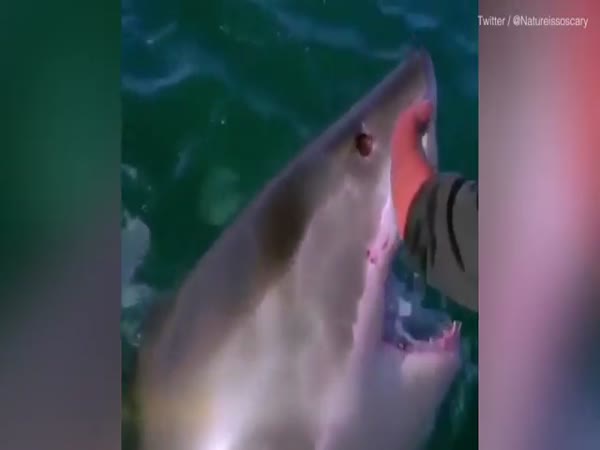 Sailor Strokes Shark And It Brandishes Rows Of Sharp Teeth