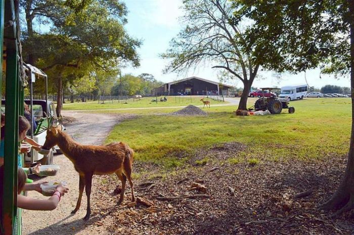 Texas Zoo For Sale In The Houston Area For $7 Million (21 pics)