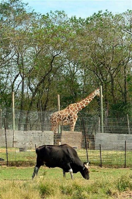 Texas Zoo For Sale In The Houston Area For $7 Million (21 pics)