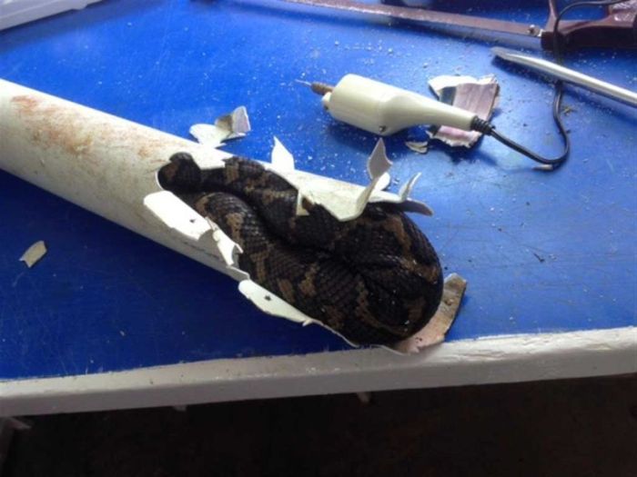 Large Snake Clogs Up Pipe In Australia (5 pics)