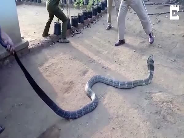 Rescued Cobra Drinks Water From Bottle