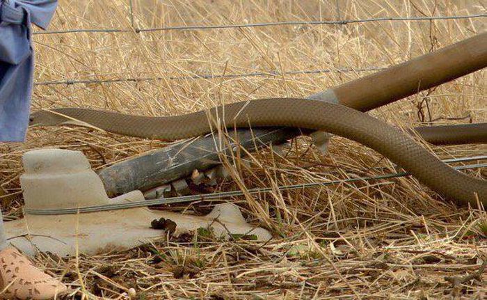 A Very Dangerous Picture (4 pics)
