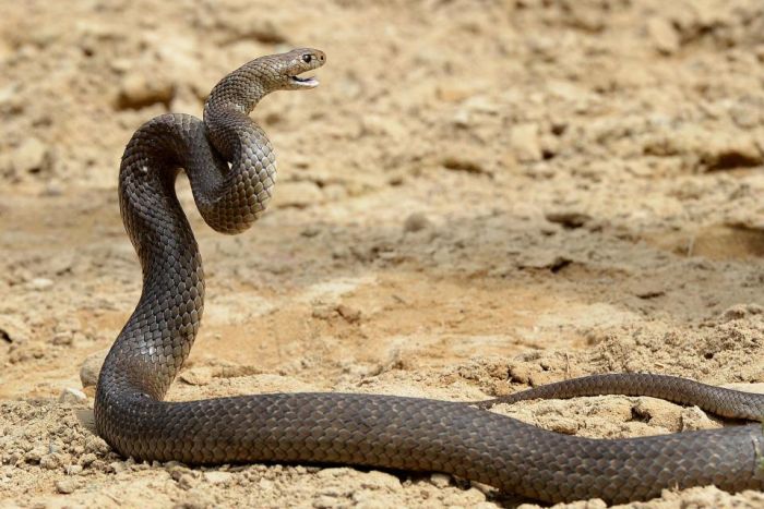 A Very Dangerous Picture (4 pics)