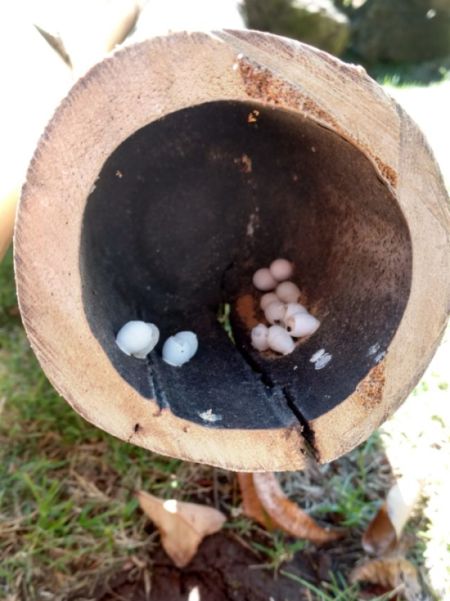 What Is Inside These Eggs? (4 pics)