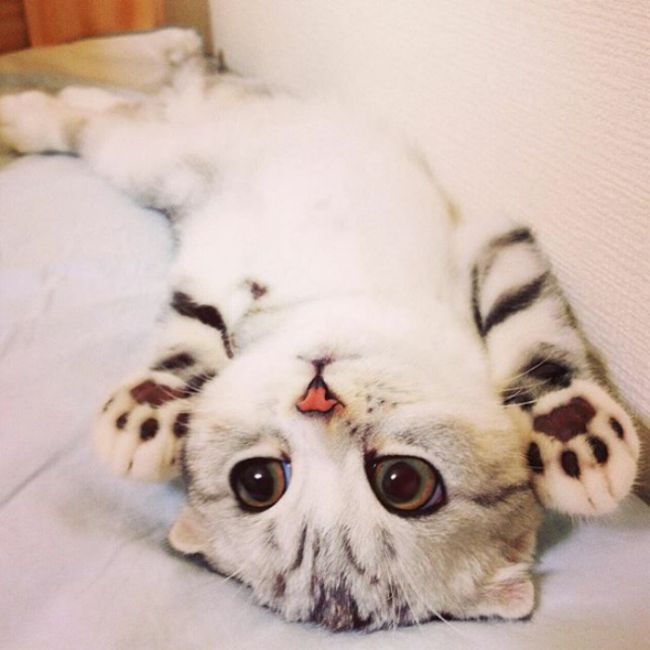 This Japanese Kitty Is Taking Instagram By Storm (15 pics)