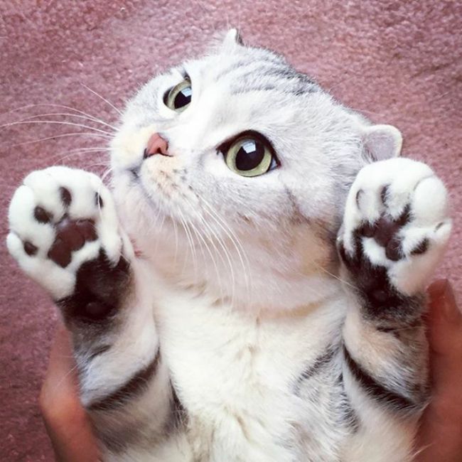 This Japanese Kitty Is Taking Instagram By Storm (15 pics)